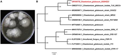 Novel chlorinated and nitrogenated azaphilones with cytotoxic activities from the marine algal-derived fungus Chaetomium globosum 2020HZ23